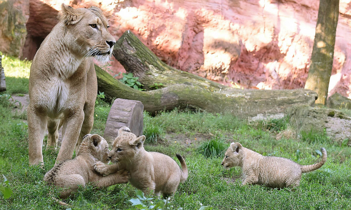Wildlife Park | Zoo | Vehari | وہاڑی چڑیا گھر